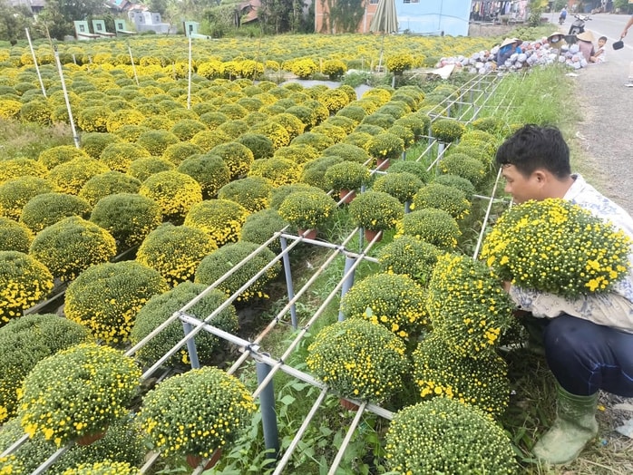 Cúc mâm xôi nở sớm giúp nông dân Chợ Lách trở thành chiến thần livestream - Ảnh 1.