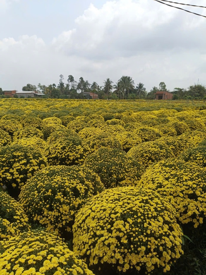 Cúc mâm xôi nở sớm giúp nông dân Chợ Lách trở thành chiến thần livestream - Ảnh 2.