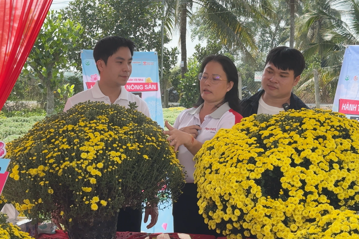 Cúc mâm xôi nở sớm giúp nông dân Chợ Lách trở thành chiến thần livestream - Ảnh 4.