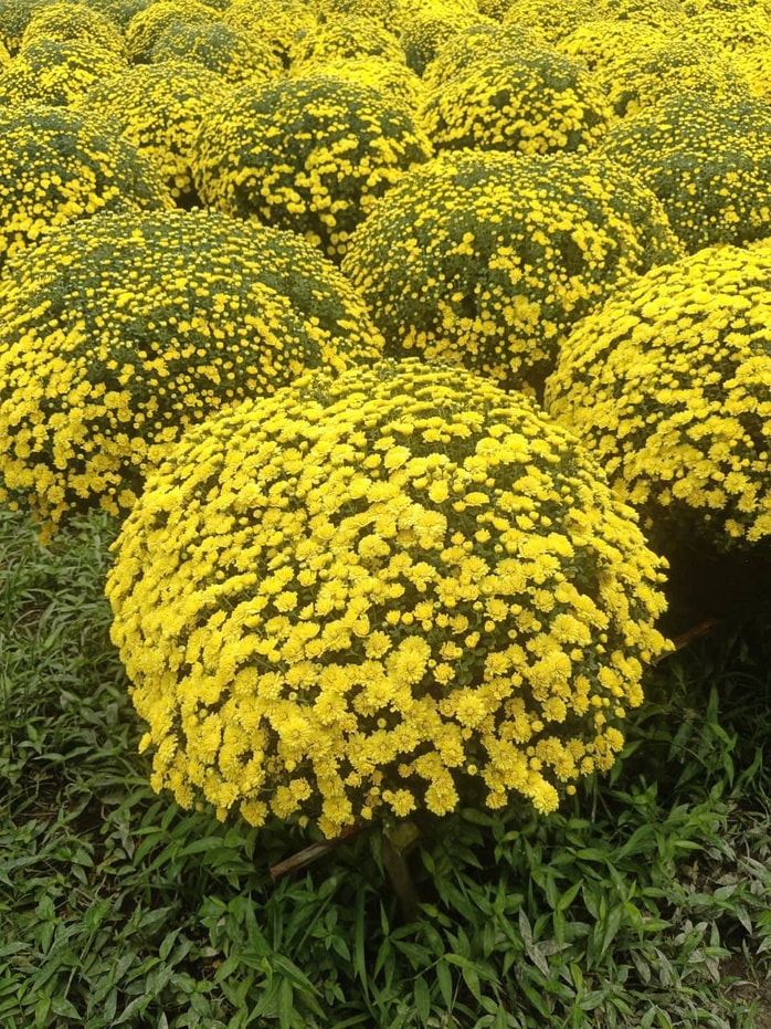 Cúc mâm xôi nở sớm giúp nông dân Chợ Lách trở thành chiến thần livestream - Ảnh 3.