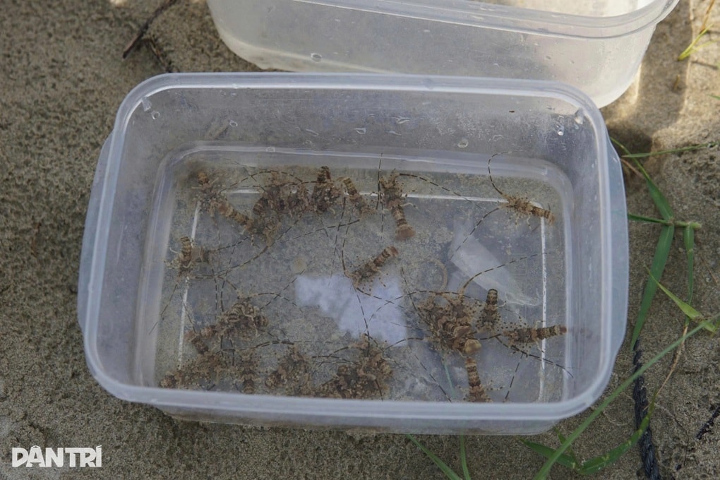 Ra biển săn vua của các loài hải sản, ngư dân kiếm tiền triệu mỗi ngày - 2