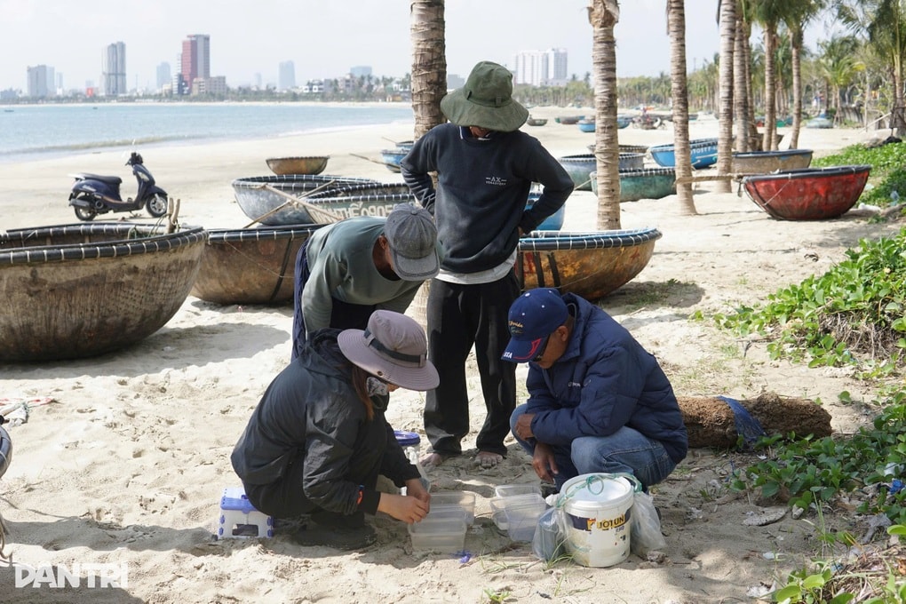 Ra biển săn vua của các loài hải sản, ngư dân kiếm tiền triệu mỗi ngày - 3