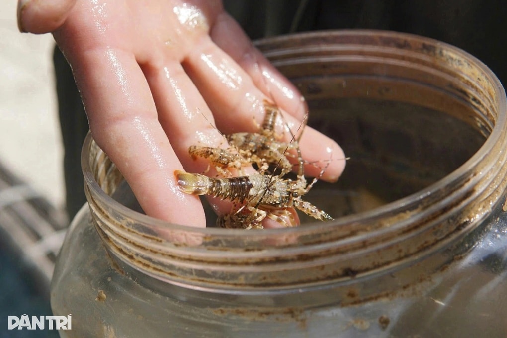 Ra biển săn vua của các loài hải sản, ngư dân kiếm tiền triệu mỗi ngày - 1