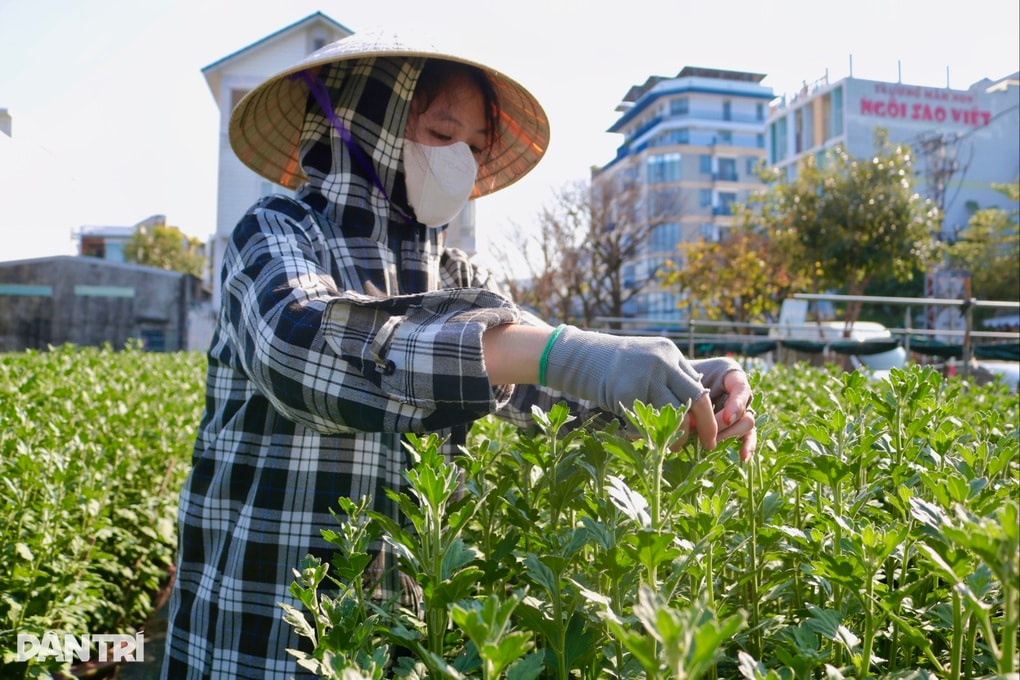 Nghề ngắt bỏ nụ là có tiền chỉ xuất hiện mỗi dịp Tết - 3