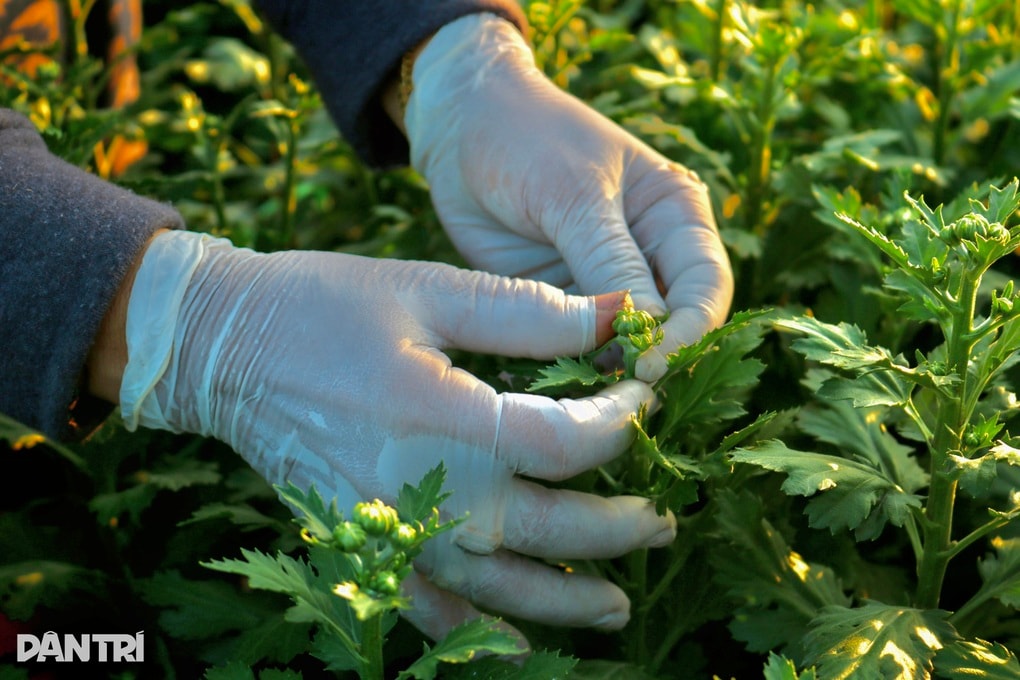 Nghề ngắt bỏ nụ là có tiền chỉ xuất hiện mỗi dịp Tết - 2