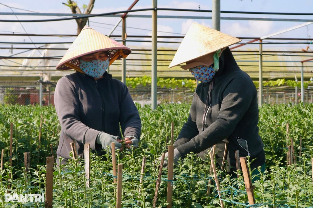 Nghề ngắt bỏ nụ là có tiền chỉ xuất hiện mỗi dịp Tết - 1