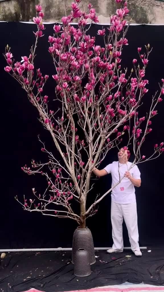 Chi hàng chục triệu đồng 'săn' mộc lan đại thụ chơi Tết