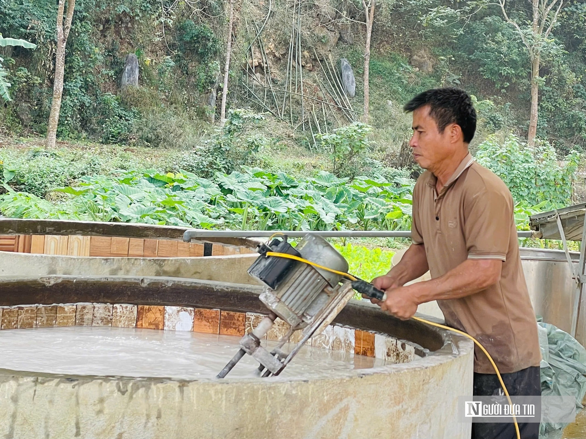 Kỳ vọng Tết no ấm, làng miến dong Cẩm Thạch tất bật vào vụ lớn nhất năm - Ảnh 1.