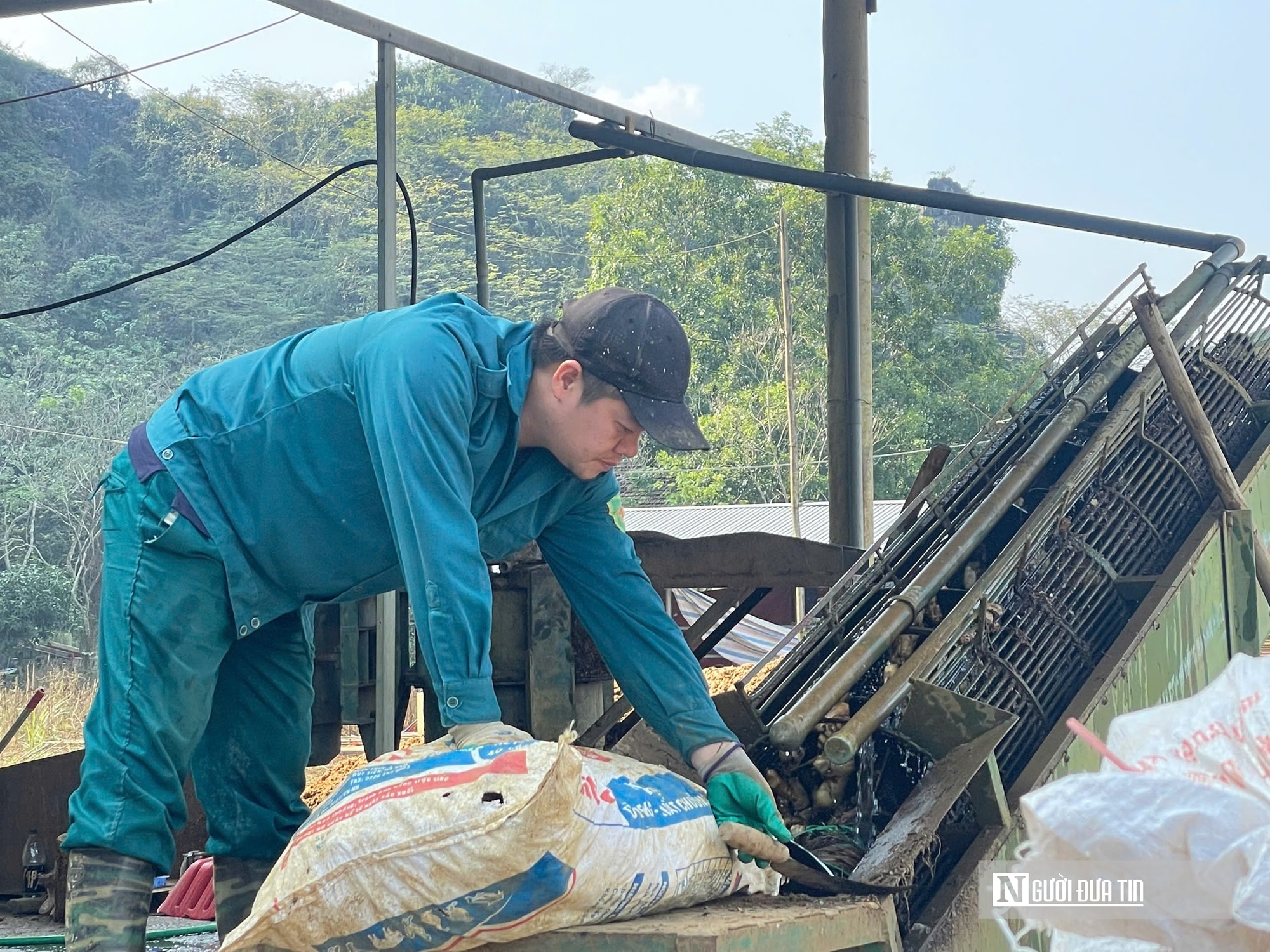 Kỳ vọng Tết no ấm, làng miến dong Cẩm Thạch tất bật vào vụ lớn nhất năm - Ảnh 2.