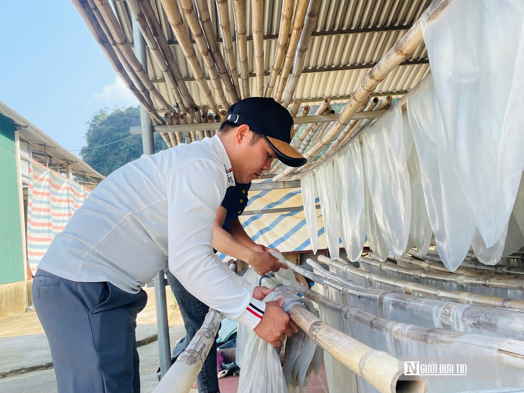 Kỳ vọng Tết no ấm, làng miến dong Cẩm Thạch tất bật vào vụ lớn nhất năm - Ảnh 5.