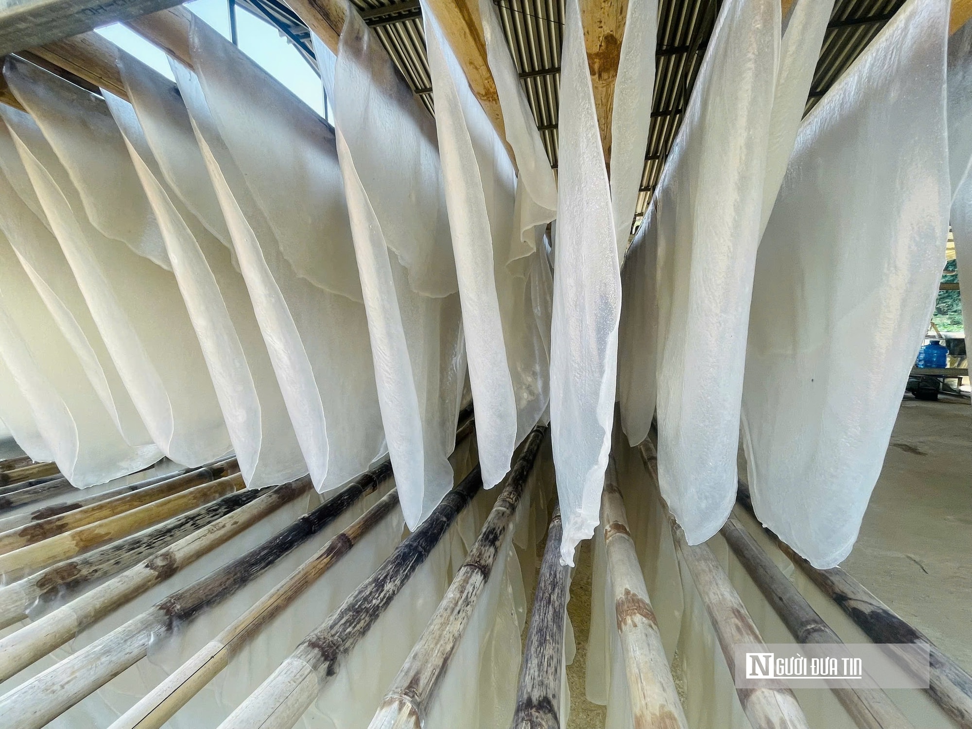 Kỳ vọng Tết no ấm, làng miến dong Cẩm Thạch tất bật vào vụ lớn nhất năm - Ảnh 6.