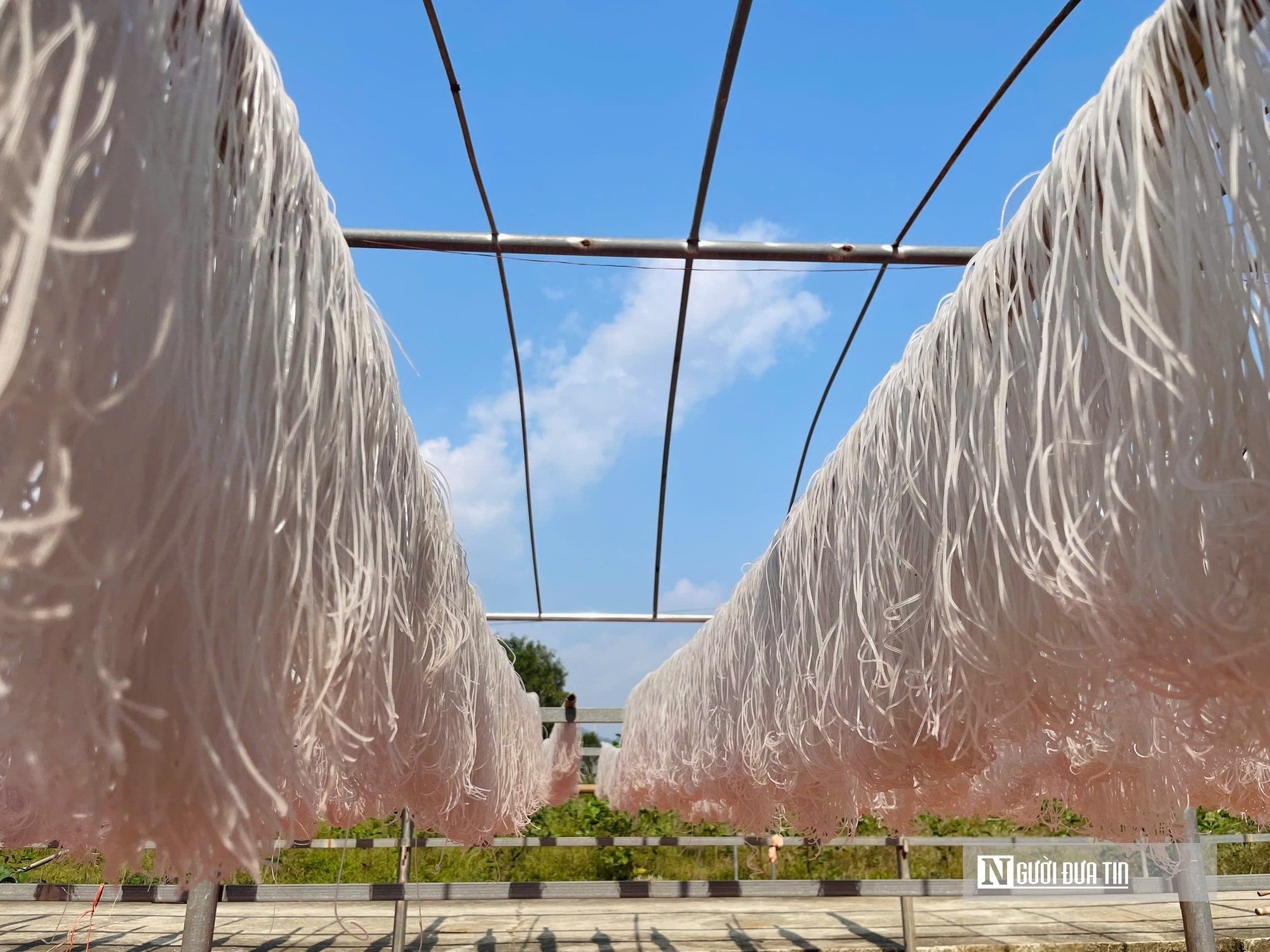 Kỳ vọng Tết no ấm, làng miến dong Cẩm Thạch tất bật vào vụ lớn nhất năm - Ảnh 9.