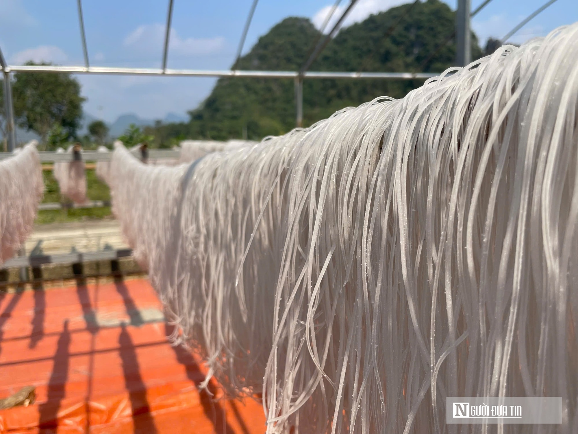 Kỳ vọng Tết no ấm, làng miến dong Cẩm Thạch tất bật vào vụ lớn nhất năm - Ảnh 10.