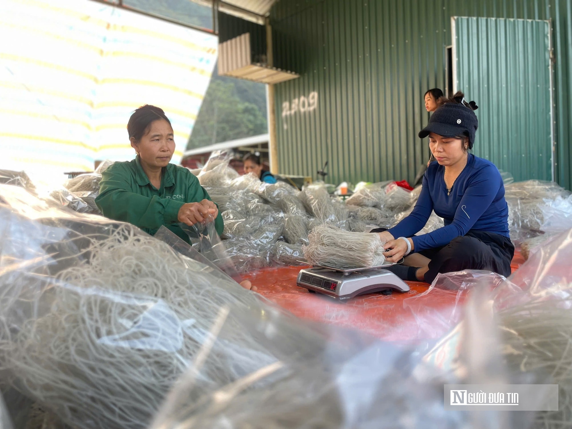 Kỳ vọng Tết no ấm, làng miến dong Cẩm Thạch tất bật vào vụ lớn nhất năm - Ảnh 12.