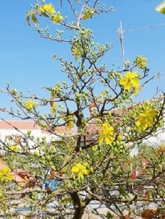 "Đặc sản Tết" không thể thiếu của người miền Tây - Ảnh 6.