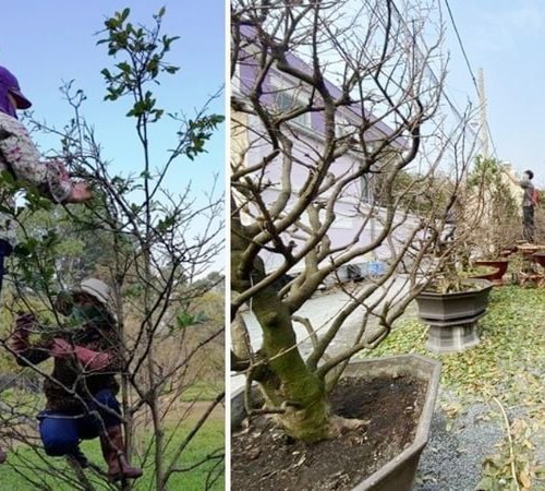 "Đặc sản Tết" không thể thiếu của người miền Tây - Ảnh 5.