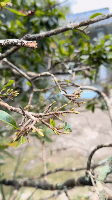 "Đặc sản Tết" không thể thiếu của người miền Tây - Ảnh 4.