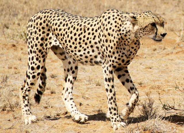 Loài vật quý hiếm bậc nhất hành tinh, tuyệt tích 70 năm bất ngờ "tái sinh" - Ảnh 2.