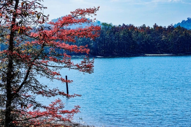 Mê mẩn với rừng khộp lớn nhất Việt Nam vào mùa thay lá - Ảnh 1.