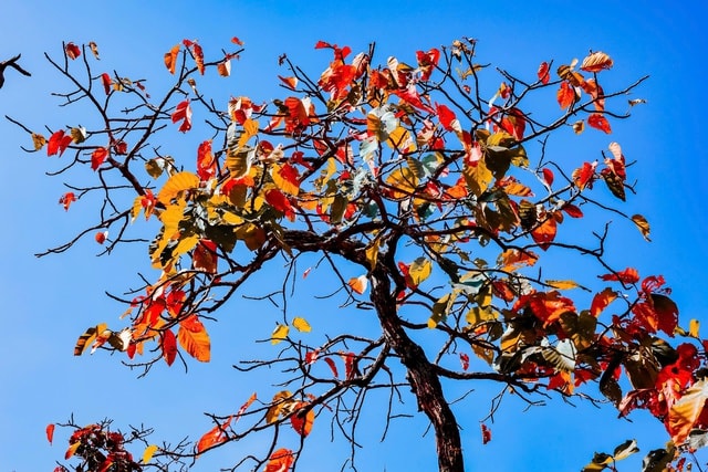 Mê mẩn với rừng khộp lớn nhất Việt Nam vào mùa thay lá - Ảnh 9.