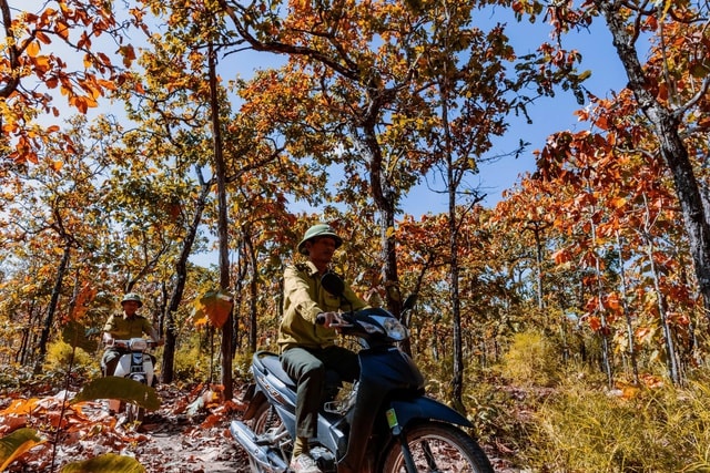 Mê mẩn với rừng khộp lớn nhất Việt Nam vào mùa thay lá - Ảnh 10.