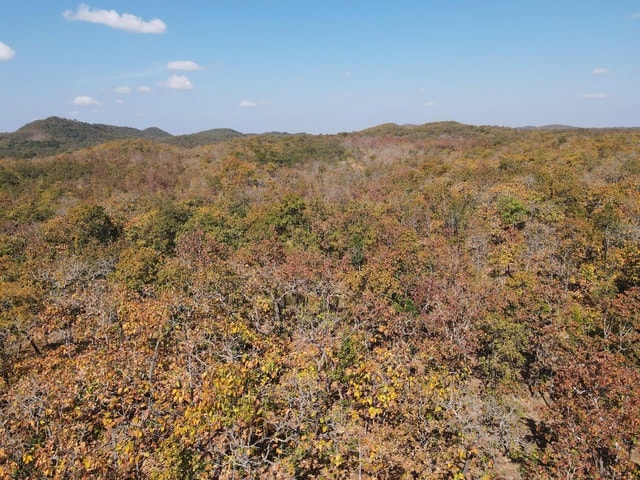 Mê mẩn với rừng khộp lớn nhất Việt Nam vào mùa thay lá - Ảnh 5.