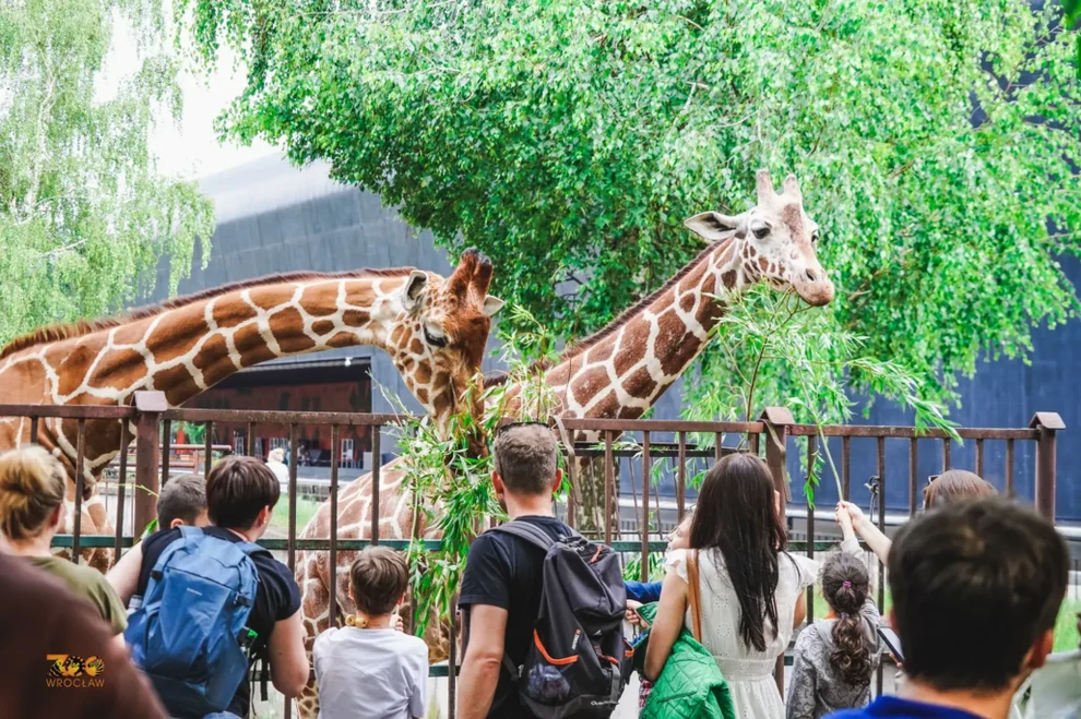 Thực hư vụ hươu tí hon liên tục húc đầu, tấn công tê giác nặng 1,7 tấn - 3