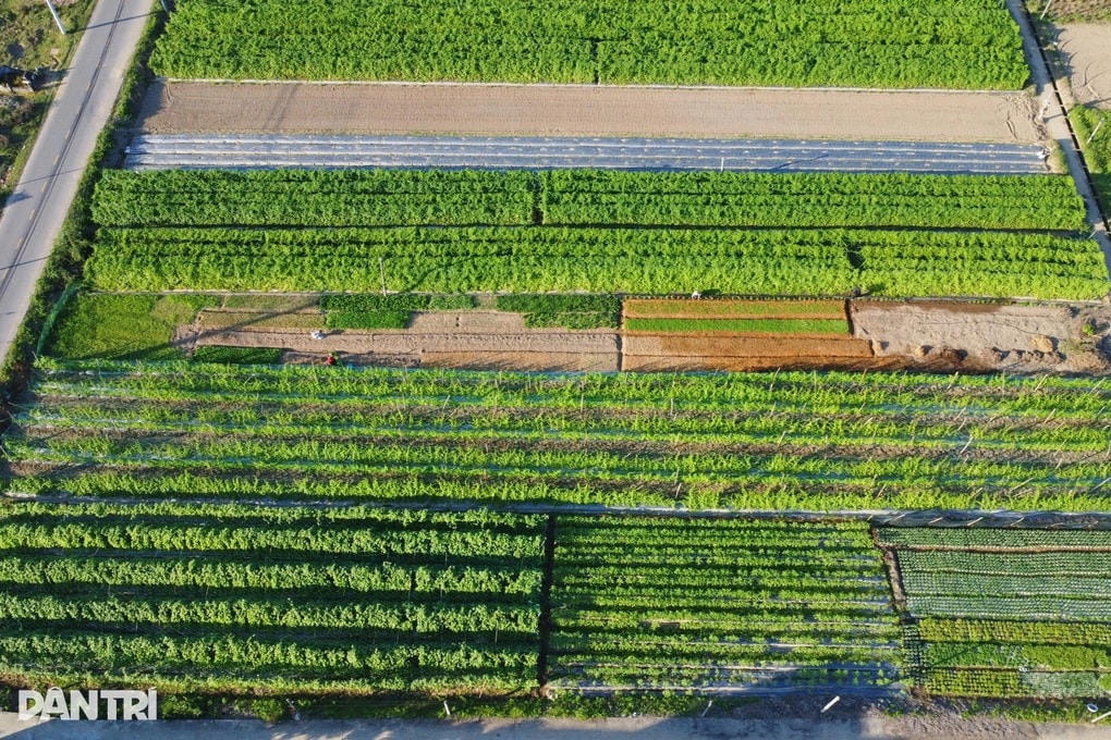 Màu xanh trở lại nơi nông dân xuống giống 3 lần mới được thu hoạch - 1