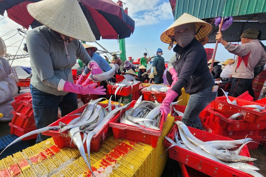Liên tiếp trúng đậm loài cá biển mình rồng, ngư dân bỏ túi tiền tỷ - 3