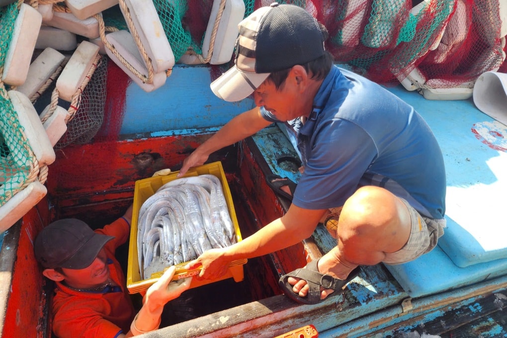 Liên tiếp trúng đậm loài cá biển mình rồng, ngư dân bỏ túi tiền tỷ - 2