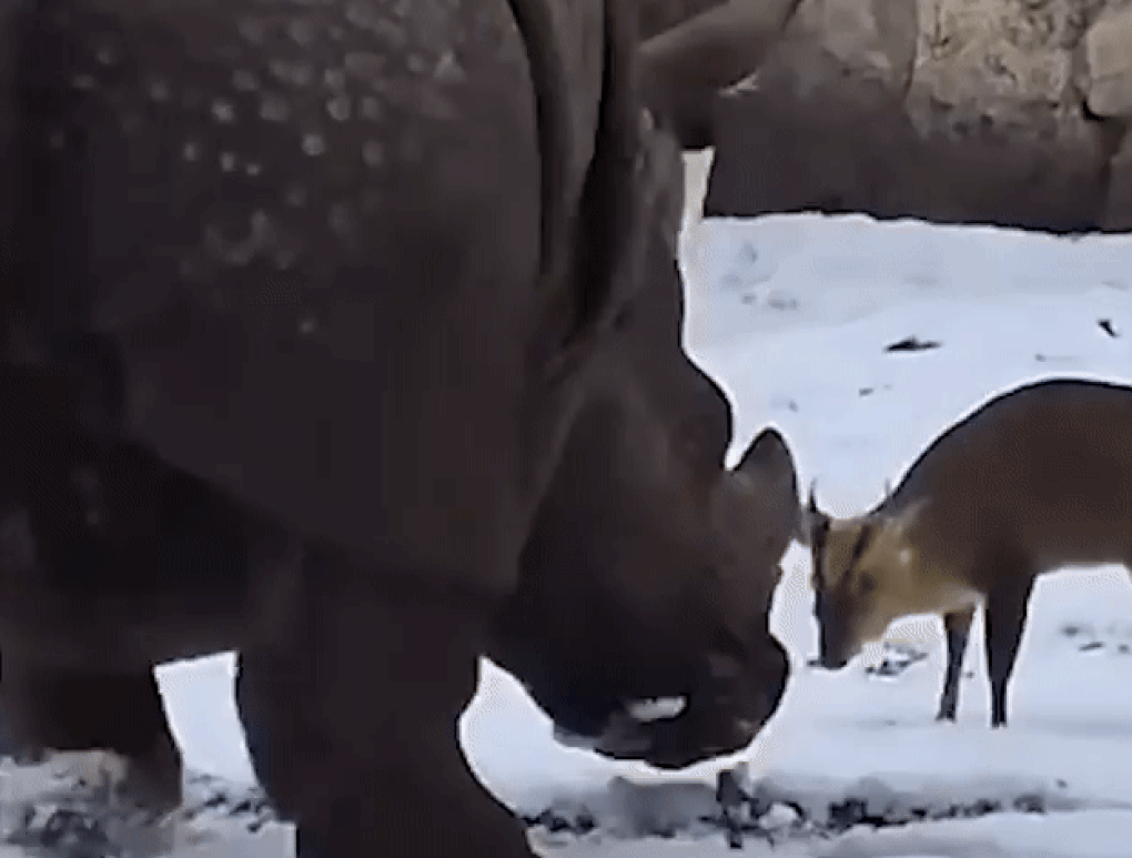 Thực hư vụ hươu tí hon liên tục húc đầu, tấn công tê giác nặng 1,7 tấn - 1