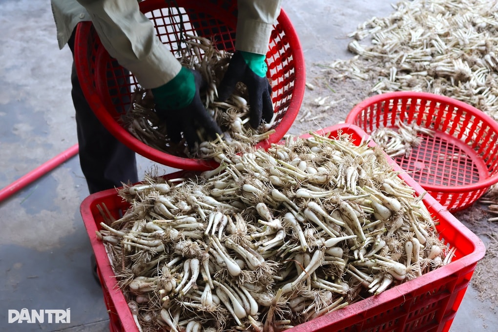 Nông dân hối hả thu hoạch loại củ mang hương vị ngày Tết - 3