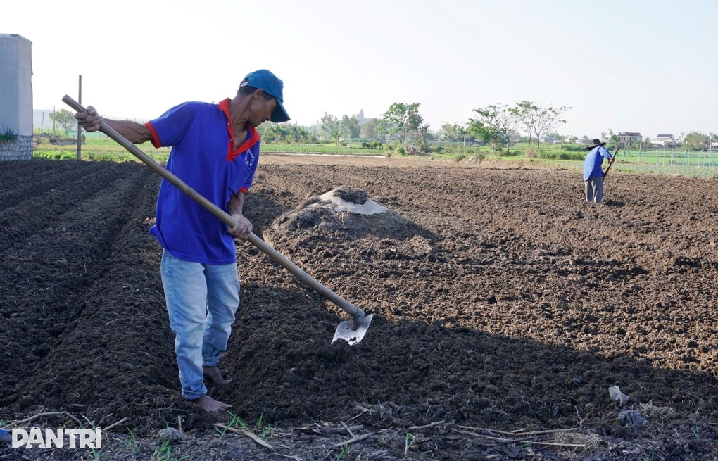 Màu xanh trở lại nơi nông dân xuống giống 3 lần mới được thu hoạch - 3