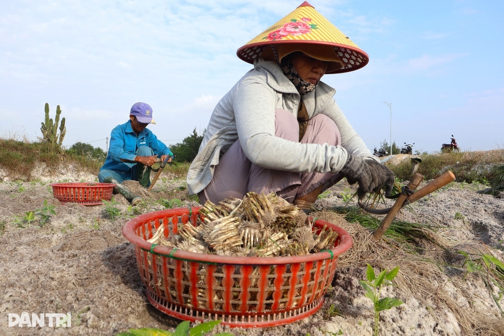 Nông dân hối hả thu hoạch loại củ mang hương vị ngày Tết - 1