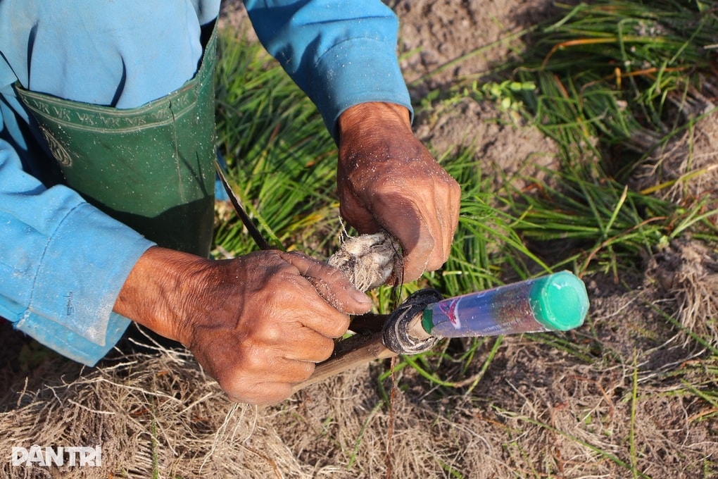 Nông dân hối hả thu hoạch loại củ mang hương vị ngày Tết - 2