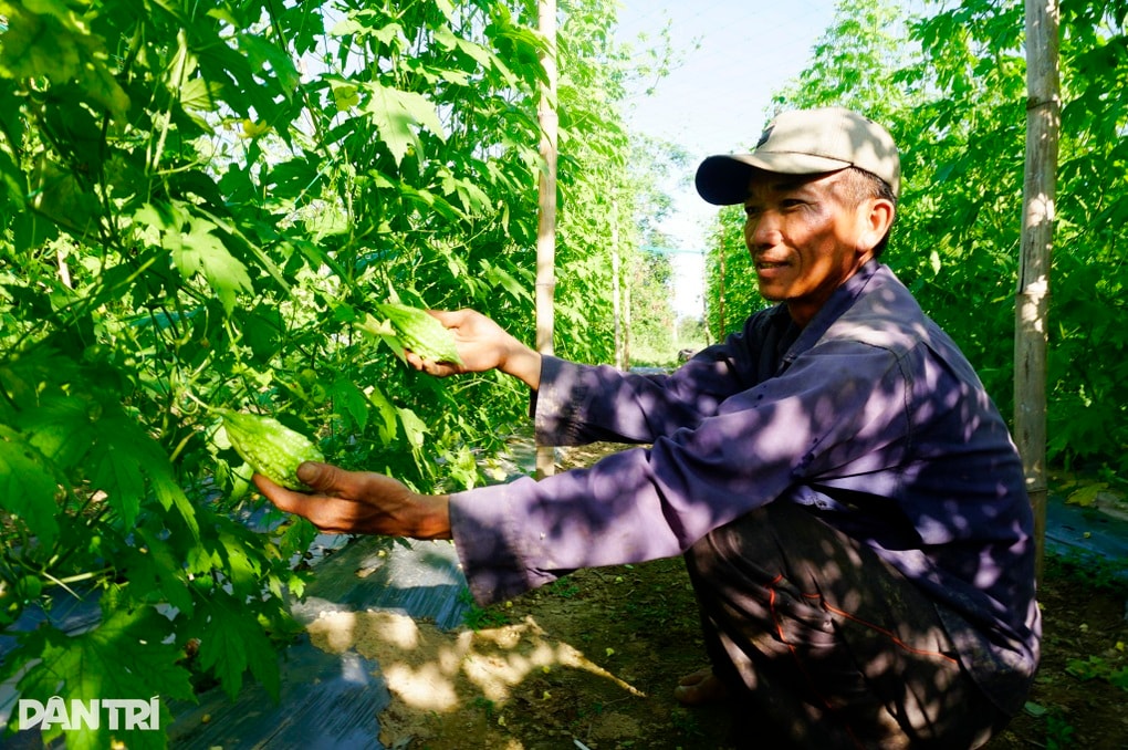 Màu xanh trở lại nơi nông dân xuống giống 3 lần mới được thu hoạch - 2