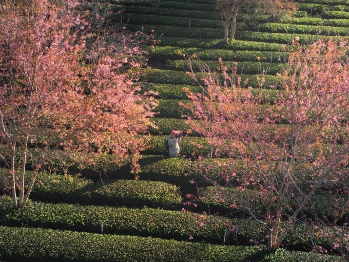 Mai anh đào bung sắc rực rỡ ở đồi chè Cầu Đất, Đà Lạt. Ảnh: Cao Kỳ Nhân
