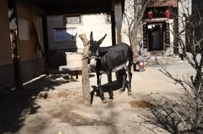 Ngoài người dân nhân vai diễn viên quần chúng, cả chó, lừa trong làng Yuanqiao cũng nhận cát-xê 500-600 tệ một ngày. Ảnh: QQ