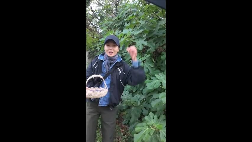 Trương Mạn Ngọc hái sung