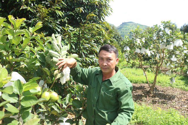 Trồng cây "ngọt ngào", anh nông dân kiếm 1,5 tỷ đồng/năm rất nhẹ nhàng - Ảnh 1.