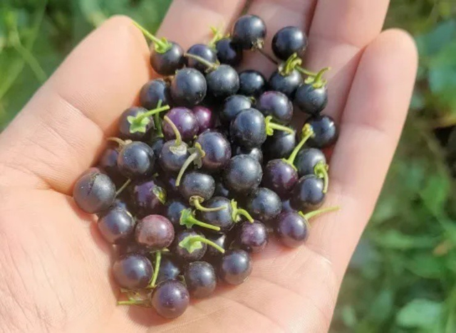 Loại quả dại xưa rụng thối gốc không ai "ngó" nay có giá gần 1 triệu/kg vẫn có người mua - Ảnh 4.