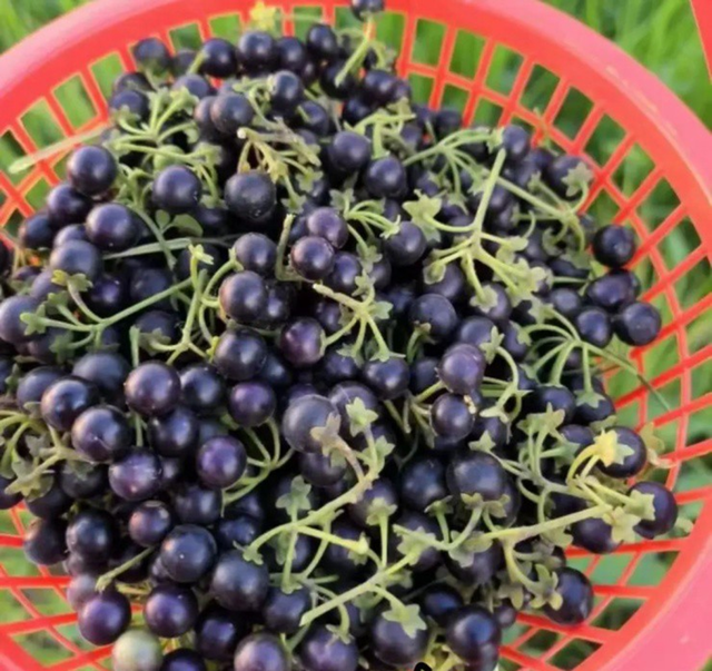 Loại quả dại xưa rụng thối gốc không ai "ngó" nay có giá gần 1 triệu/kg vẫn có người mua - Ảnh 1.