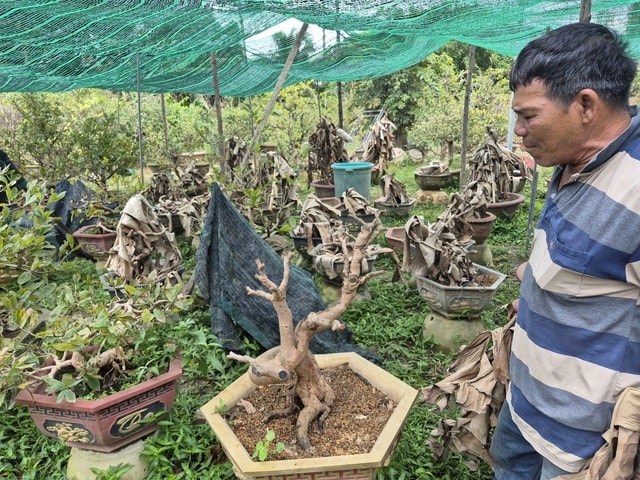 - Ảnh 1. - Ảnh 1.