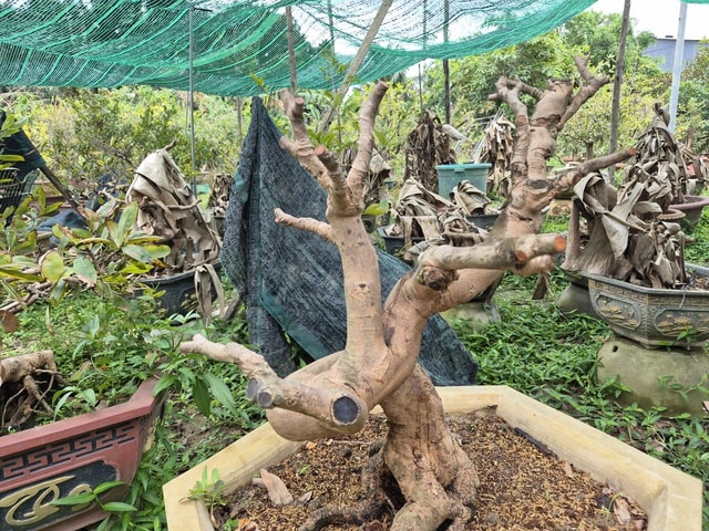 - Ảnh 3. - Ảnh 3.