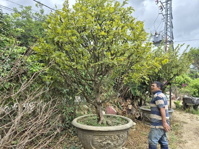 - Ảnh 4. - Ảnh 4.