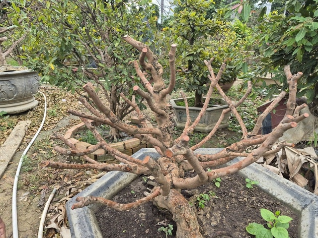 - Ảnh 2. - Ảnh 2.