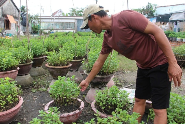 - Ảnh 8. - Ảnh 8.