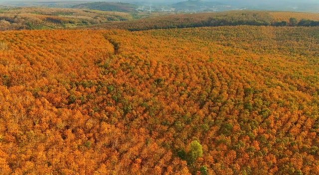 Đẹp hút hồn rừng cao su mùa thay lá ở Tây Nguyên- Ảnh 1.