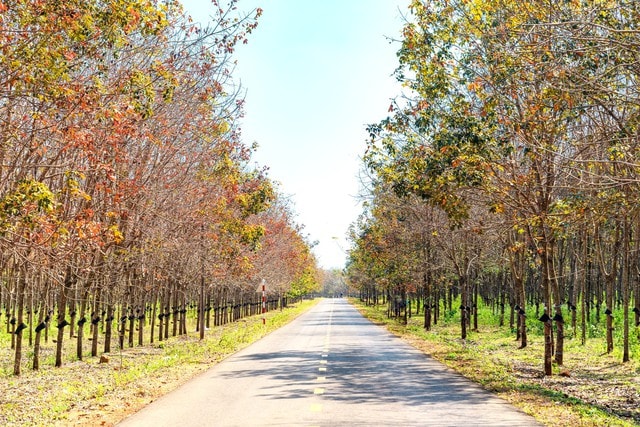 Đẹp hút hồn rừng cao su mùa thay lá ở Tây Nguyên- Ảnh 2.