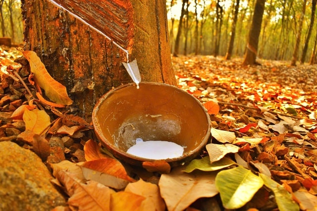 Đẹp hút hồn rừng cao su mùa thay lá ở Tây Nguyên- Ảnh 9.